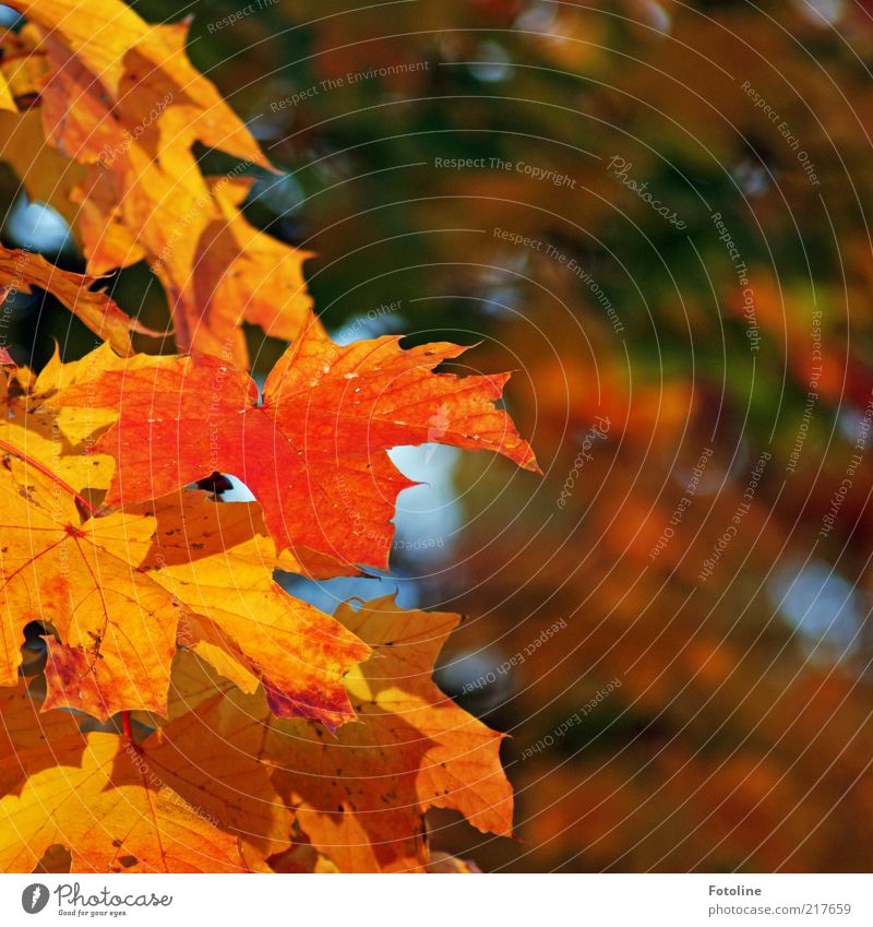 herbstlich Umwelt Natur Pflanze Urelemente Luft Herbst Baum Blatt Wildpflanze Wald hell natürlich mehrfarbig gelb gold orange grün Ahorn Ahornblatt Ahornzweig