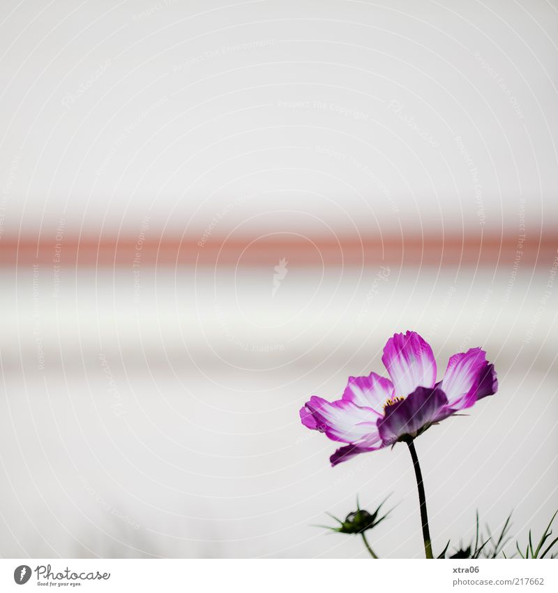 blümchen & streifen Pflanze Blume Blüte weiß Farbfoto Außenaufnahme Nahaufnahme Textfreiraum oben Textfreiraum links Menschenleer Streifen rosa Blütenblatt