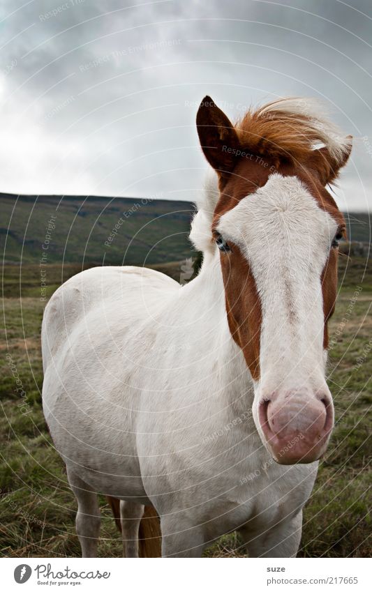 Naseweis Umwelt Natur Tier Himmel Horizont Wetter Wiese Nutztier Pferd Tiergesicht 1 authentisch lustig natürlich niedlich schön weiß Island Ponys Mähne Schecke