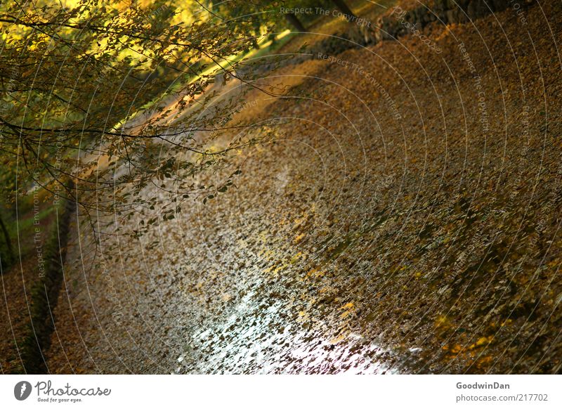 Laubdecke Umwelt Natur Urelemente Erde Wasser Park Bach schön Gefühle Stimmung Blatt Herbst Herbstlaub Farbfoto Außenaufnahme Menschenleer Morgendämmerung