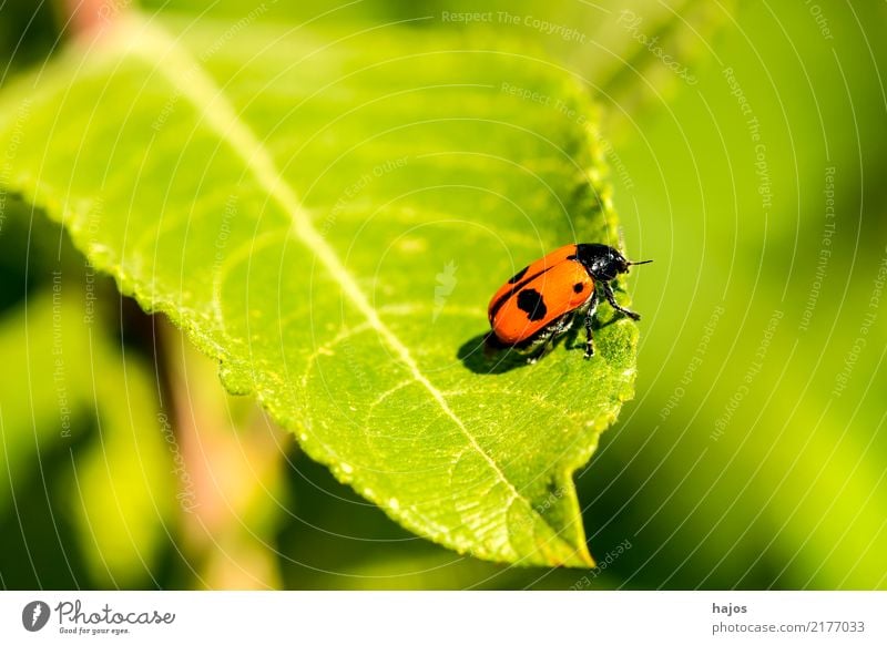 Blutzikade, Cercopsis sanguinolenta auf Blatt Leben Natur Tier Wildtier Käfer bedrohlich rot schwarz Halm Schaumzikade Insekt einheimisch Deutschland Rote Liste