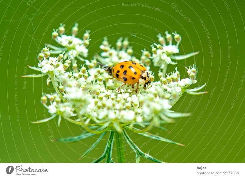 Marienkäfer auf wilder Karotte Tier Blüte Wildtier Käfer Freundlichkeit schwarz weiß Nützling Insekt gepunktet Deutschland Möhre heimisch häufig