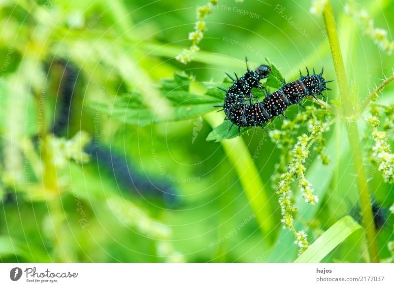Raupe des Tagpfauenauge Tier Blatt Wildtier Schmetterling Fressen schwarz Dorn weiÃŸ Brennessel Insekt Deutschland grÃ¼n Farbfoto Außenaufnahme Nahaufnahme