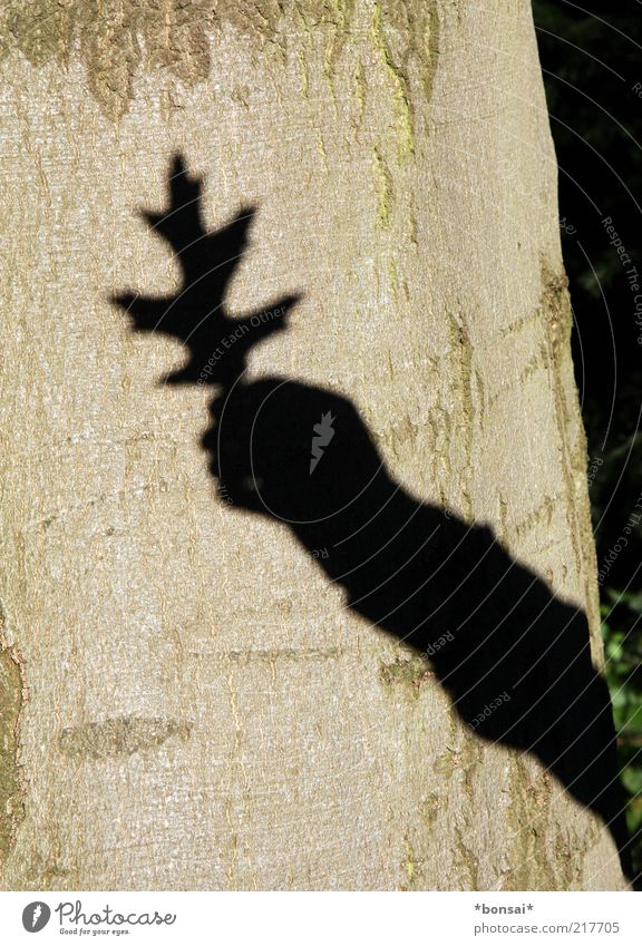 another... Arme Hand 1 Mensch Natur Pflanze Sonnenlicht Herbst Schönes Wetter Baum Blatt leuchten alt groß natürlich braun schwarz entdecken Umwelt