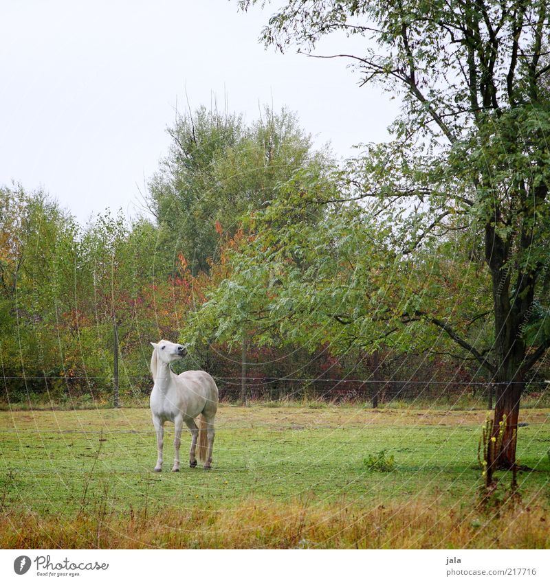 julius herbst Natur Himmel Pflanze Baum Gras Sträucher Tier Nutztier Pferd 1 Bewegung Schimmel Weide Fressen auslaufen weiß grün Herbst herbstlich Farbfoto