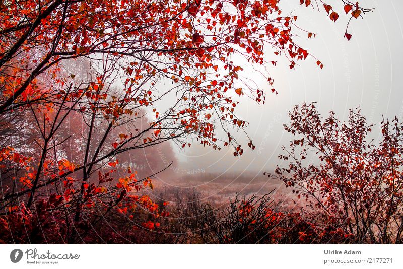 Herbstnebel Design harmonisch Wohlgefühl Zufriedenheit Erholung ruhig einrichten Dekoration & Verzierung Tapete Bild Poster Halloween Natur Landschaft Nebel