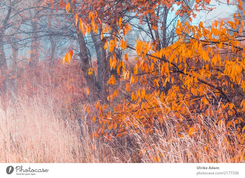 Nebel im Herbst Design Dekoration & Verzierung Tapete Natur Pflanze Sonnenaufgang Sonnenuntergang Sonnenlicht Baum Gras Blatt Feld Wald Moor Sumpf träumen braun