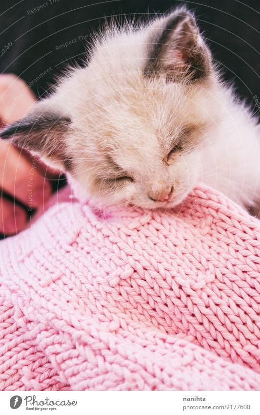 Schöne Schlafkätzchen Tier Haustier Katze Tiergesicht 1 Tierjunges Wolle Wollpullover Hand schlafen träumen Freundlichkeit schön niedlich rosa schwarz weiß