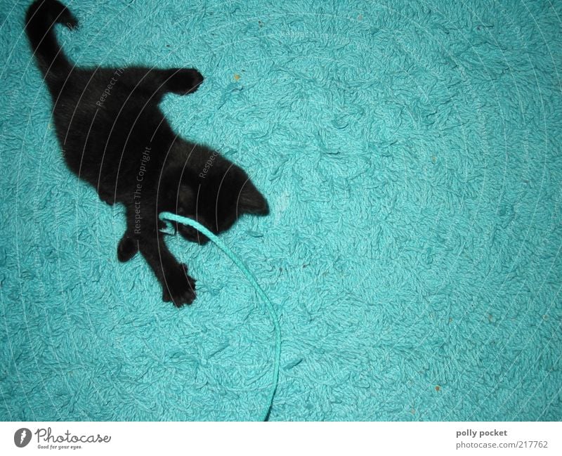 Spieltrieb Spielen türkis Teppich Tier Haustier Katze schwarz 1 Tierjunges Bewegung Jagd kämpfen toben frech niedlich verrückt blau Freude Begeisterung