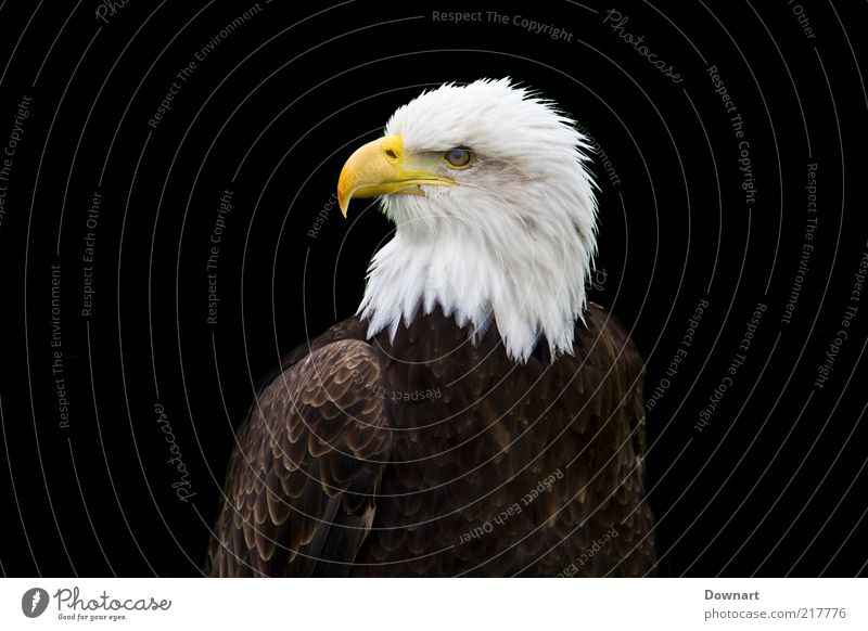 Mr. Bald Eagle Glatze Vogel dunkel schwarz weiß Adler groß von Beute Jäger Raubtier mit Kopf Nahaufnahme Menschenleer Freisteller Hintergrund neutral Tag Blick
