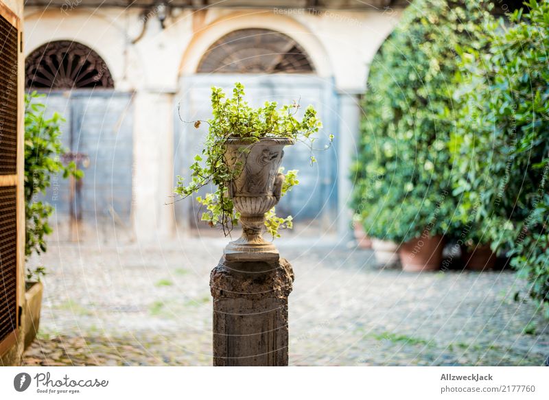 alte Vase mit Pflanze auf einem Hinterhof Tag Menschenleer Hof Blumentopf Steintopf Grünpflanze Dekoration & Verzierung