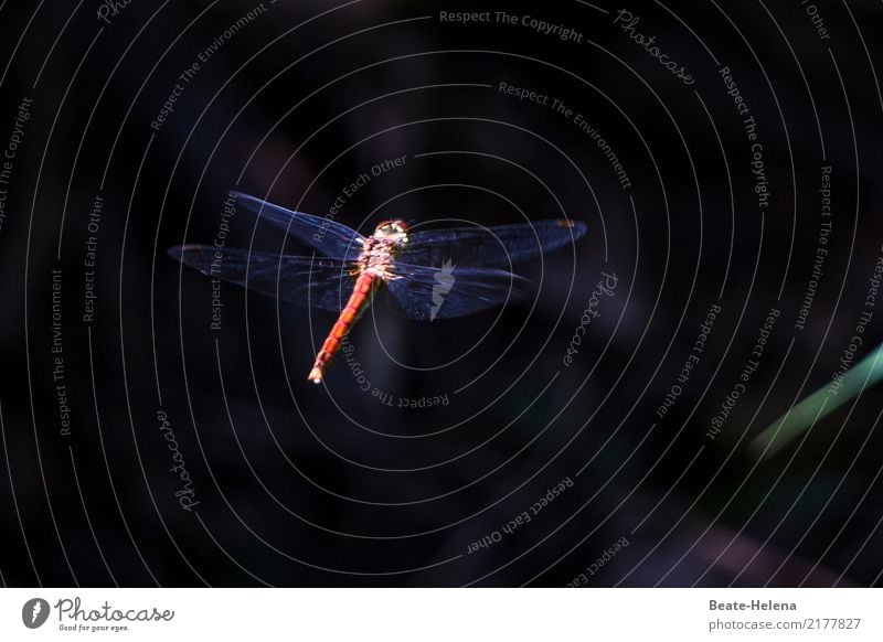 Geschwindigkeit | Blitzschnell elegant Umwelt Natur Seeufer Moor Sumpf Luftverkehr Tier Flügel Libelle Libellenflügel Arbeit & Erwerbstätigkeit Bewegung fliegen
