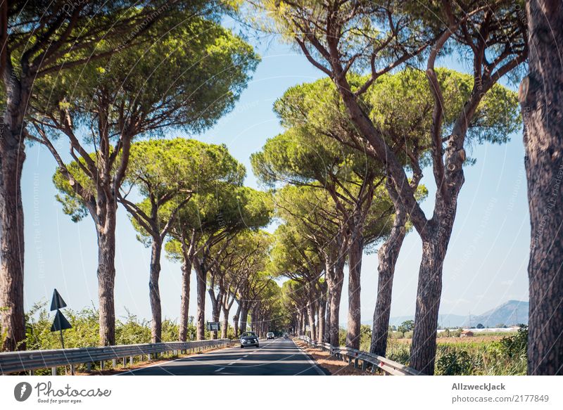 Allee in der Toskana 2 Erholung ruhig Ausflug Sommer Natur Baum Wald Straße PKW fahren heiß grün weiß Romantik Einsamkeit sommerlich Italien roadtrip