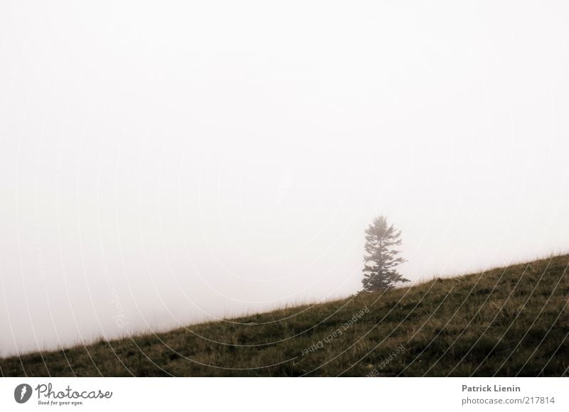 Alpensicht Umwelt Natur Landschaft Pflanze Urelemente Luft Himmel Herbst Klima Wetter schlechtes Wetter Nebel Baum Wildpflanze gehen Schwarzwald Einsamkeit hell