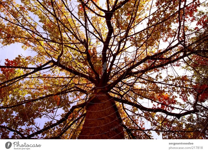 Keinen in der Krone Umwelt Natur Pflanze Himmel Herbst Wetter Schönes Wetter Baum Blatt Wald ästhetisch außergewöhnlich Duft authentisch einfach fantastisch