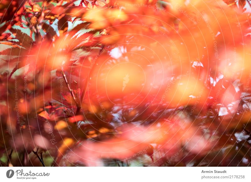 Herbstblätterhintergrund Design schön Natur Pflanze Tier Luft Schönes Wetter Wind Baum Blatt Garten Park Bewegung glänzend leuchten träumen verblüht dehydrieren