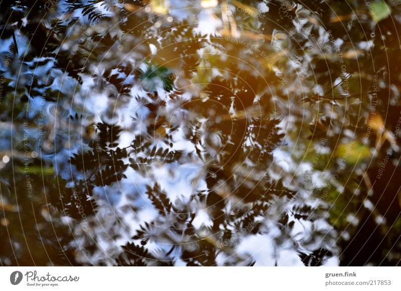 laub im spiegel Natur Pflanze Luft Wasser Himmel Herbst Schönes Wetter Baum Blatt Wald natürlich blau braun gold schwarz geheimnisvoll Pfütze Farbfoto