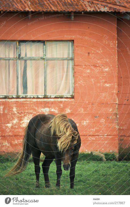 Hauspferd Häusliches Leben Tier Wind Wiese Fassade Fenster Haustier Nutztier Pferd 1 alt außergewöhnlich schön grün rot Island Ponys Wand Mähne tierisch