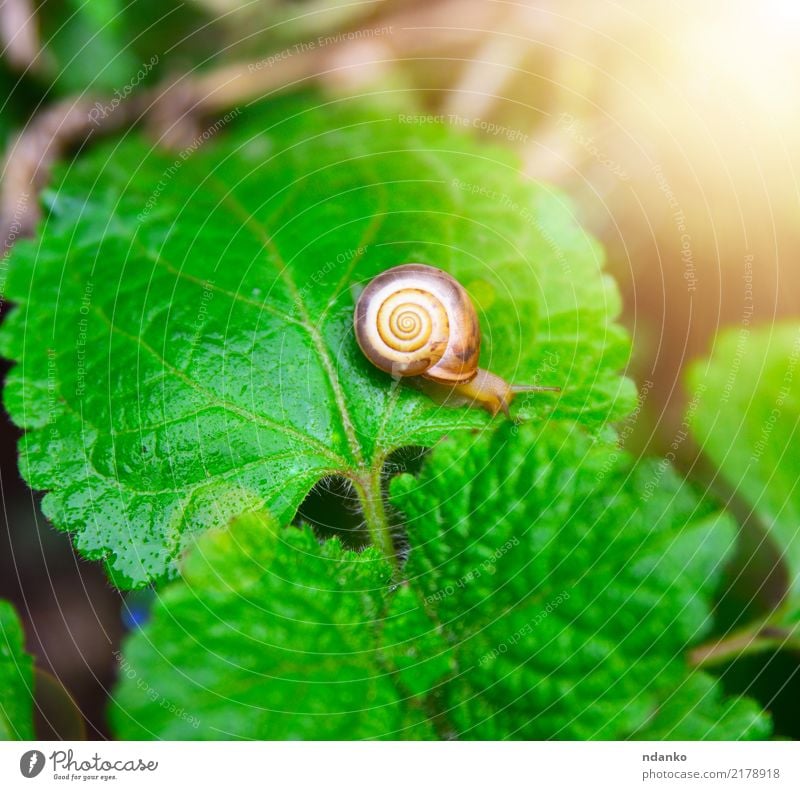 kleine Schnecke auf einem grünen Blatt Sommer Garten Natur Pflanze Tier Riesenglanzschnecke Insekt sonnig langsam Farbfoto Nahaufnahme Menschenleer Tag