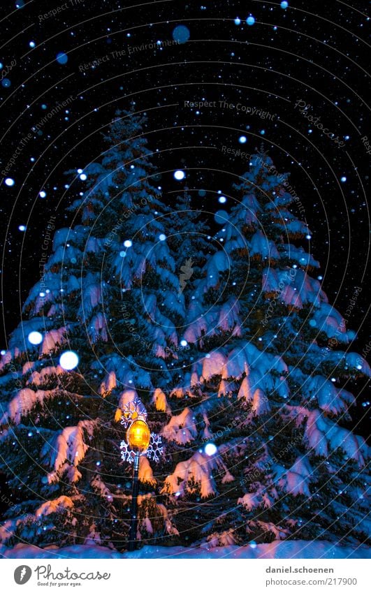 O Tannenbaum Winter Schnee Klima Eis Frost Schneefall Baum blau Schneeflocke Nacht Blitzlichtaufnahme Schatten Menschenleer Reflexion & Spiegelung dunkel