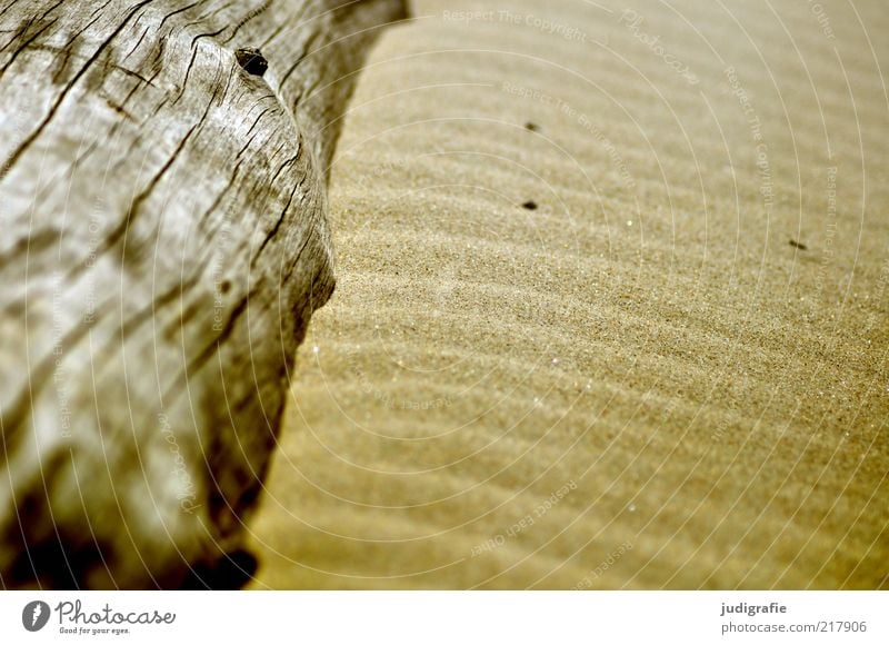 Weststrand Umwelt Natur Sand Baum Küste Strand Ostsee liegen natürlich Wärme Strukturen & Formen Kontrast Holz Farbfoto Tag wellig Wellenform Menschenleer