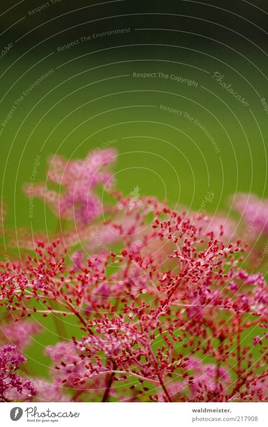 Blumen Natur Pflanze Blühend Wachstum grün rosa schwarz Optimismus ästhetisch Spiegellinsenobjektiv (Effekt) zart filigran Farbfoto mehrfarbig Außenaufnahme