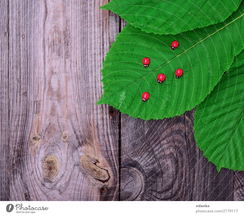 grünes Blatt einer Kastanie Natur Pflanze Herbst Baum Holz Wachstum frisch natürlich grau rot Farbe Hintergrund fallen Botanik Vorbau botanisch Beautyfotografie
