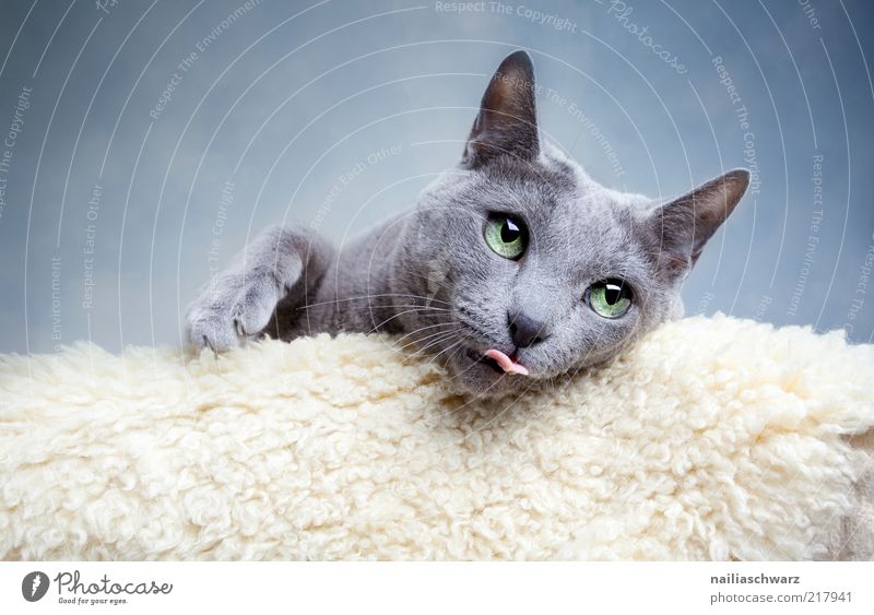 Katzenblick Tier Haustier 1 liegen ästhetisch lustig nah blau grau silber weiß Zunge Farbfoto Gedeckte Farben Innenaufnahme Nahaufnahme Schwache Tiefenschärfe