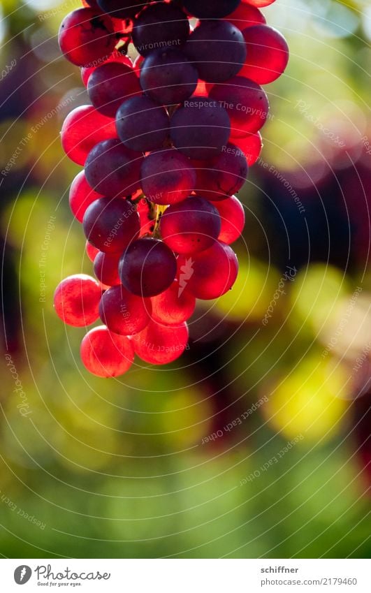 Feuerfroschlaich Pflanze Nutzpflanze rot Wein Weinberg Weinbau Weintrauben Weinlese Rotwein leuchten leuchtende Farben Spätburgunder Außenaufnahme Menschenleer
