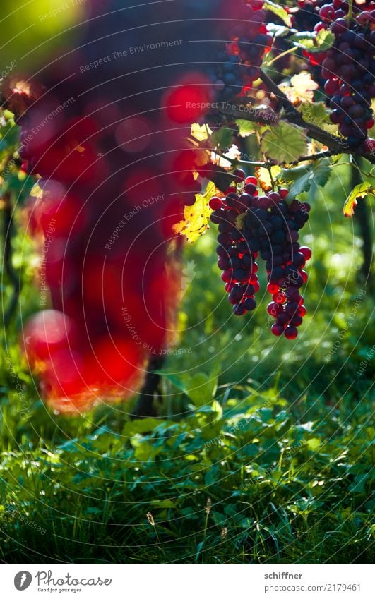 Burgunder am Stock IV Pflanze Nutzpflanze grün rot Wein Rotwein Weinberg Weinbau Weintrauben Weinlese Weingut Ernte Herbst Weinblatt Landwirtschaft