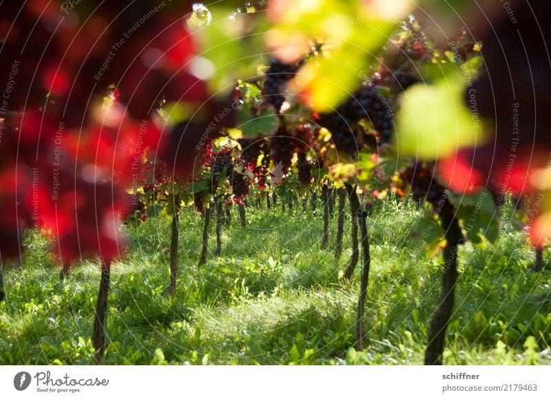 Bacchus' Traum Pflanze Schönes Wetter Nutzpflanze Feld saftig grün rot Wein Weintrauben Weinberg Weinbau Weingut Herbst herbstlich Ernte Landwirtschaft
