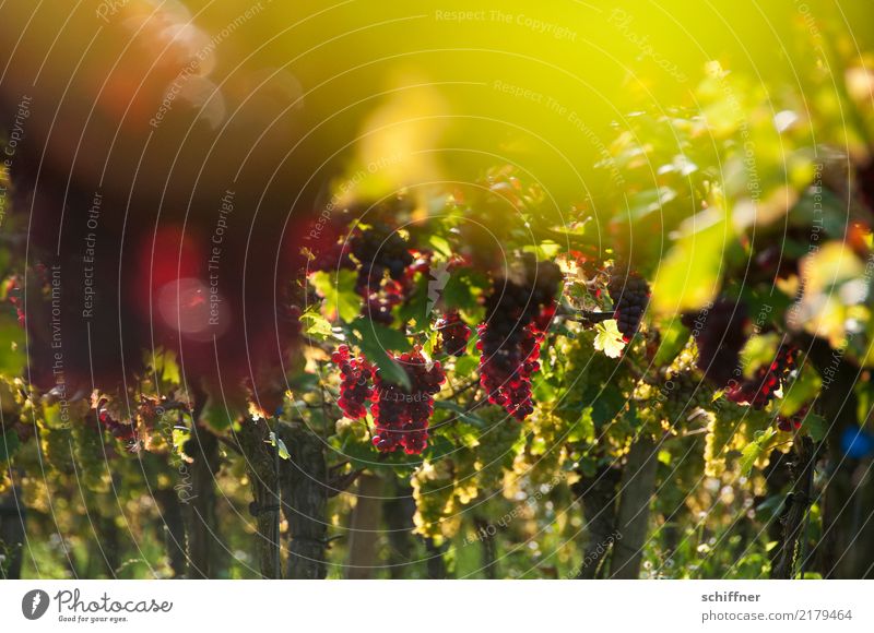 Im Traubenhimmel Pflanze Sonnenlicht Herbst Schönes Wetter Nutzpflanze grün rot Weintrauben Weinberg Weinbau Weinlese Weingut Rotwein Weinblatt Außenaufnahme