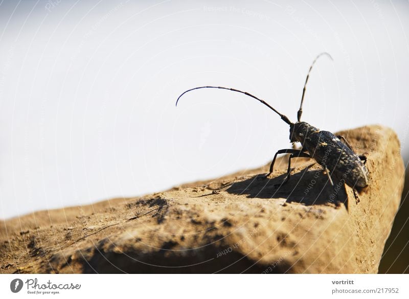 Moschusbock Natur Tier Wildtier Käfer 1 braun schwarz Stein Fühler Insekt Farbfoto Gedeckte Farben Außenaufnahme Tag Schatten Sonnenlicht Tierporträt