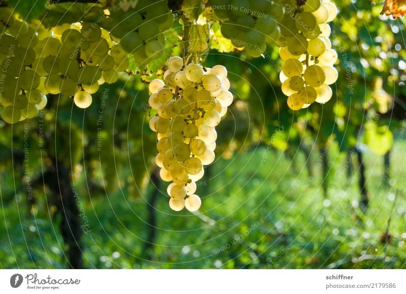Mund auf! Pflanze Herbst Nutzpflanze gelb gold grün Wein Weinberg Weinbau Weintrauben Weinlese Weingut Winzer Weißwein Außenaufnahme Menschenleer