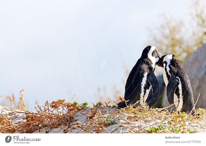 liebhaben Ferien & Urlaub & Reisen Tourismus Ausflug Abenteuer Ferne Freiheit Natur Himmel Strand Meer Wildtier Vogel Flügel Pinguin Brillenpinguin 2 Tier