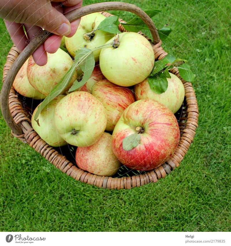 gute Ernte ... Lebensmittel Frucht Apfel Bioprodukte Vegetarische Ernährung Hand Finger Blatt Garten Wiese Korb festhalten liegen authentisch frisch Gesundheit