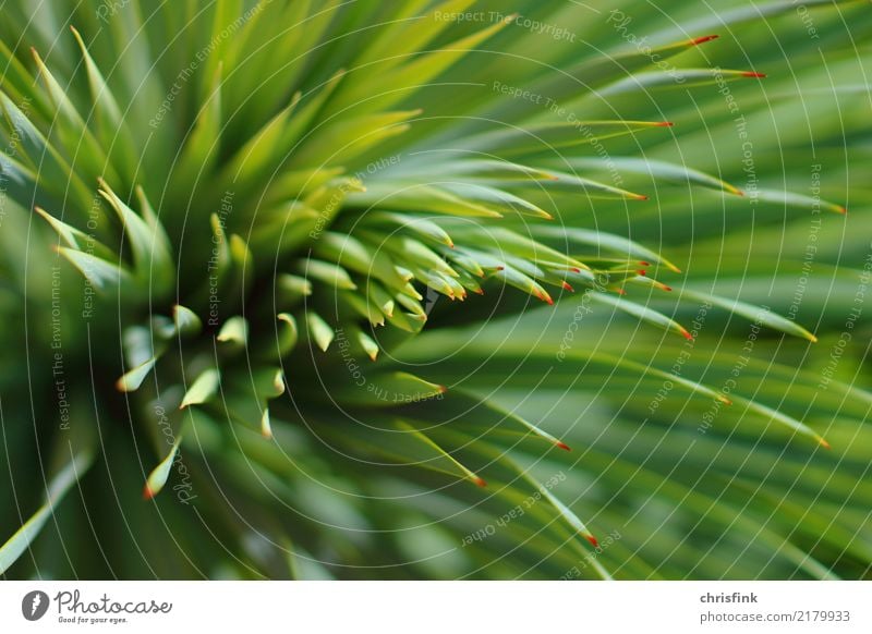 Pflanze mit roten Spitzen Garten Umwelt Natur Sträucher Kaktus Grünpflanze maritim stachelig grün Farbfoto Außenaufnahme Unschärfe Schwache Tiefenschärfe