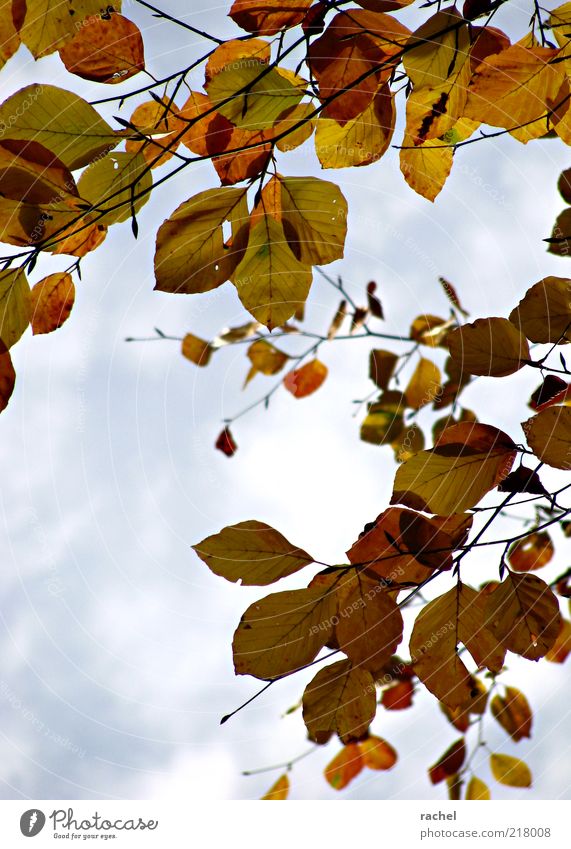 Change of Seasons Herbst Blatt hängen Wandel & Veränderung Jahreszeiten Wechseln Herbstlaub herbstlich Laubbaum Waldspaziergang Wolken Buche mehrfarbig