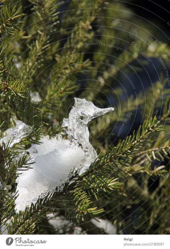 Eisvogel ... Umwelt Natur Pflanze Winter Schönes Wetter Frost Schnee Baum Fichte Tanne Wald ästhetisch außergewöhnlich einzigartig kalt klein natürlich grau