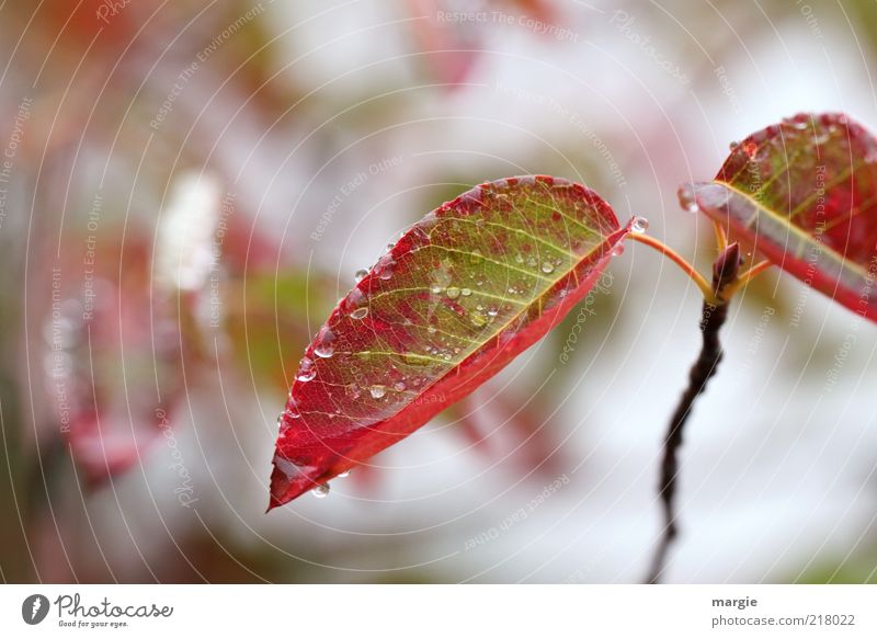 Herbststreben: Herbstblätter mit Knospe Natur Wassertropfen Eis Frost Pflanze Blatt Blüte Grünpflanze Winter Nahaufnahme Blütenknospen Baumschössling rot Ast