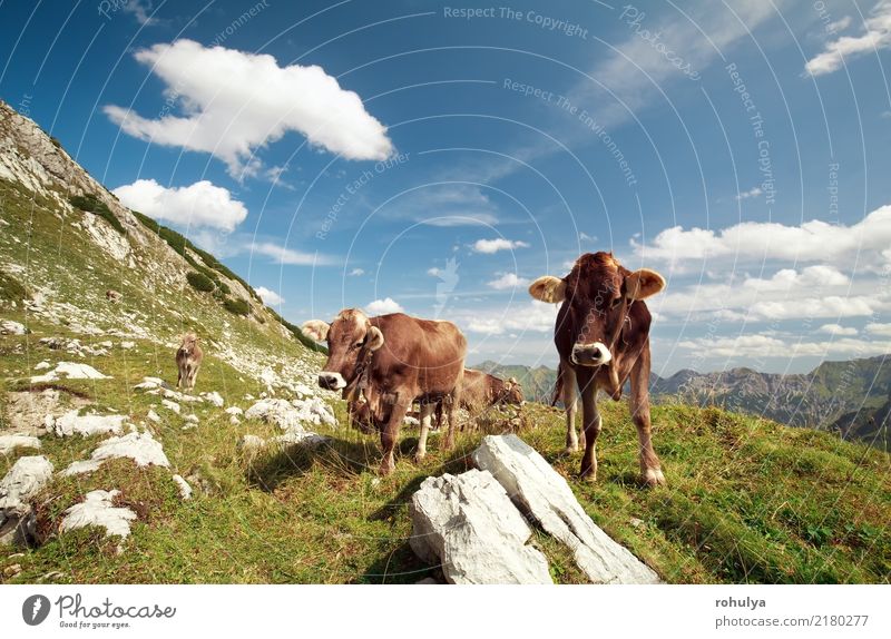 alpine Kühe in Bergen am sonnigen Tag Berge u. Gebirge Natur Landschaft Tier Himmel Wolken Sommer Schönes Wetter Gras Wiese Felsen Alpen Nutztier Kuh Tiergruppe