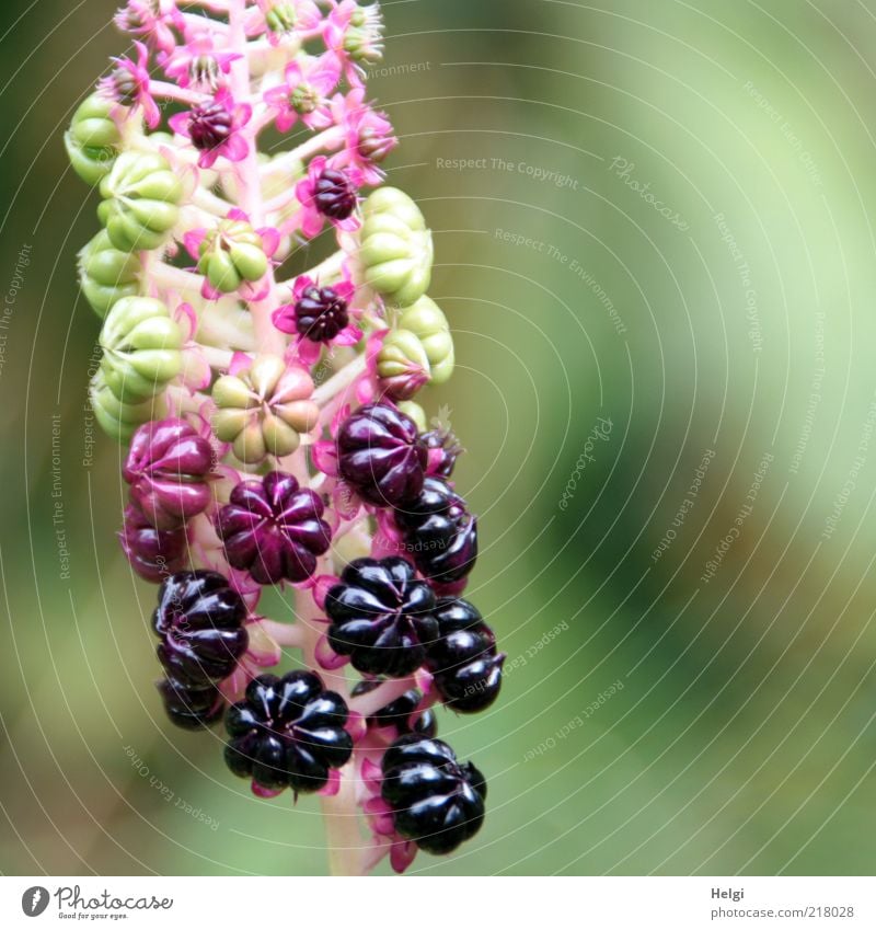 Kermesbeere Umwelt Natur Pflanze Herbst Blume Wildpflanze Frucht Fruchtstand Beeren Wachstum ästhetisch außergewöhnlich schön natürlich grün violett rosa bizarr