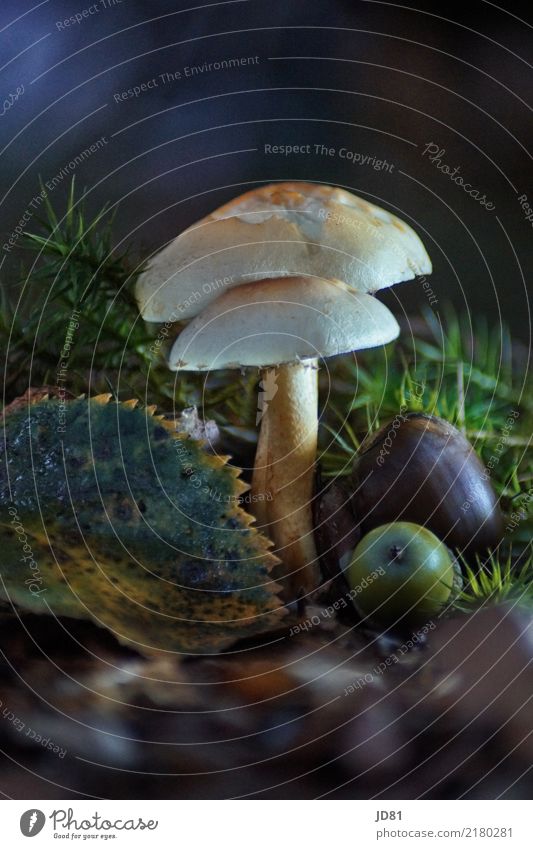 Pilz im dunklen Wald Umwelt Natur Tier Erde Pflanze Moos Blatt ästhetisch Vergänglichkeit Pilzhut Pilzsucher Herbst Farbfoto Gedeckte Farben mehrfarbig