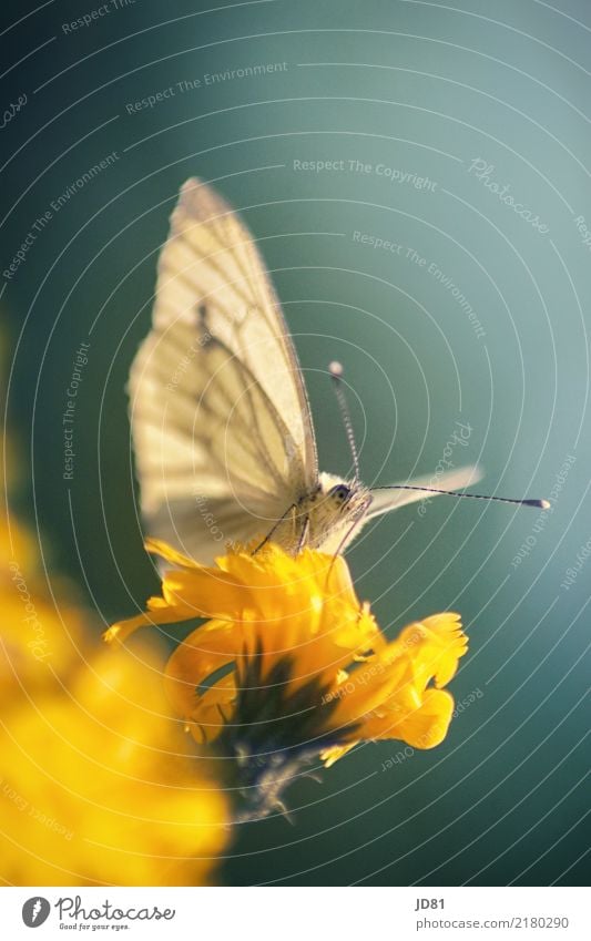 Auf dem Ausguck Umwelt Natur Pflanze Sonnenlicht Sommer Schönes Wetter Garten Wiese Tier Schmetterling Tiergesicht Flügel 1 ästhetisch authentisch elegant Wärme
