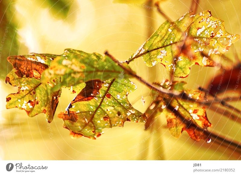 Glühender Herbst Natur Tier Baum Blatt Wald Stimmung Fröhlichkeit Lebensfreude authentisch Waldspaziergang Farbfoto mehrfarbig Außenaufnahme Nahaufnahme