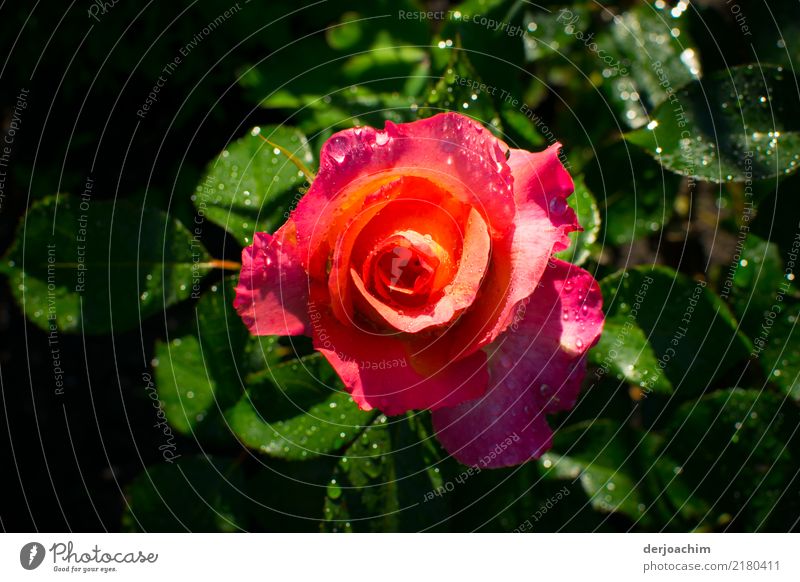 Ich liebe sie. Eine wunderschöne rote Rose mit Wassertropfen. Die Grünen Bätter außen sind auch von Wassertropfen. elegant harmonisch Duft Sommer Pflanze Sonne