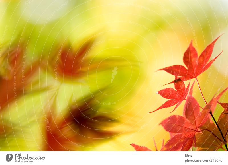 gegenüber von herbstlichen Blättern Umwelt Natur Pflanze Herbst Blatt gelb rot Vergänglichkeit Wandel & Veränderung Japanischer Ahorn Farbfoto Menschenleer