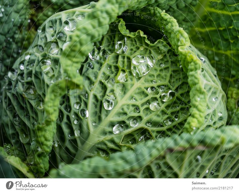 Wirsing mit Wasserperlen Wassertropfen Grün kohl Gemüse Lebensmittel Ernährung Nahrung Veganer biologisch Natur Garten Farbfoto Bioprodukte frisch Gesundheit