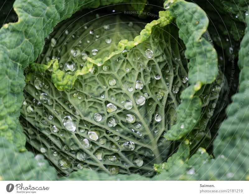 Verkabelung mit Wasserperlen Wassertropfen Natur Nahaufnahme grün Garten Gemüse gesund gesunde ernährung Veganer Vegetarisch Biografie organisch Bioprodukte
