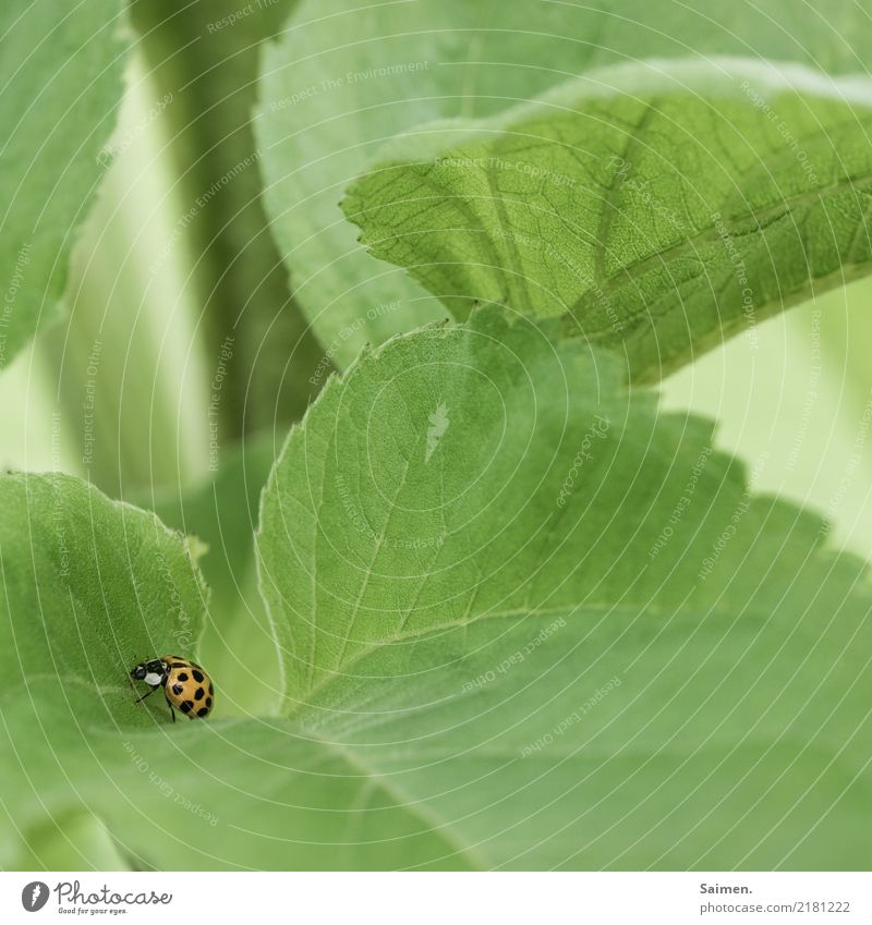 Marienkäfer auf Blatt Stufe Käfer punkte Grün Natur Flora Fauna Garten leben Lebewesen Nahaufnahme